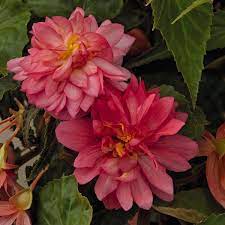 Funky Pink Begonia Flower Seeds Annual Flowers Begonia
