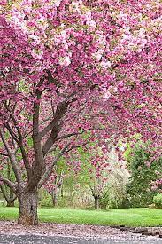 Flowering Cherry Tree Flowering Cherry Tree Flowering Trees Blossom Trees