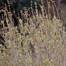 Image result for Hippocratea crenata