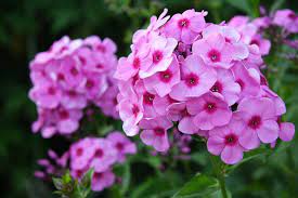 Begonia Flower In Hindi Meaning Flowers Lover