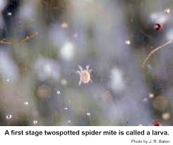 Image result for spotted spider mite