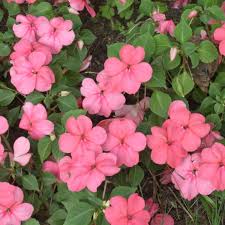 Image result for Impatiens stuhlmannii