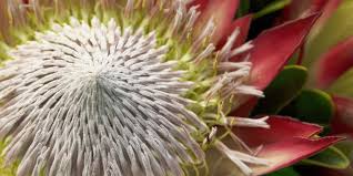 Image result for Protea madiensis