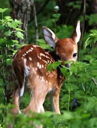 Oh My Goddd I Will Have A Baby Deer As A Pet One Day I Will I Will Cute Wild Animals Cute Animals Cute Baby Animals