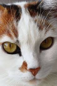 Search our extensive list of dogs cats and other pets available for adoption and rescue near you. Free Kittens Pakenham Kitten
