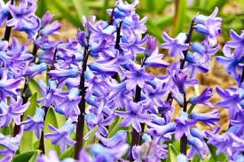 The list of toxic flowers, shrubs, trees, and vines reaches into the hundreds, and includes many that are popular among gardeners. 10 Garden Plants That Are Dangerous To Dogs With Pictures Dr Buzby S Toegrips For Dogs