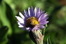 Check spelling or type a new query. Wildflower Viewing In The Washington State Area