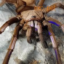 Tolle spinner mit metallischen körpern und spinnerblättern sowie top laufeigenschaften. Poecilotheria Metallica Reptale De