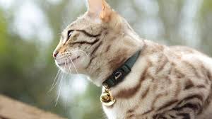 Bird Safe Cat Collar Australia Should You Put A Bell On Your Cat S Collar Supakit