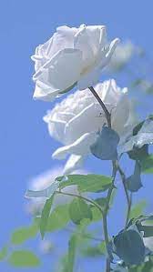 صور ورود مع خلفيات طبيعية جميلة فوتوجرافر beautiful rose flowers beautiful flowers beautiful roses