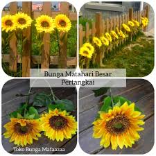 Bunga tumbuhan ini sangat khas: Bunga Matahari Besar Pertangkai Sunflower Artificial Dekorasi Shopee Indonesia