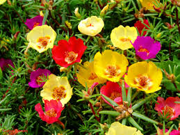 Image result for Portulaca foliosa