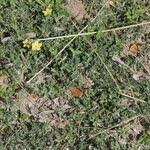 Image result for Menodora heterophylla