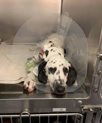 Check spelling or type a new query. Pups Dying Of Parvo As Pet Buyers Turn To Backyard Breeders Online In Pandemic Orange County Register