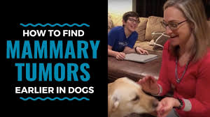 Collapsing, weakness, and general lethargy (not greeting people at the door like usual or less interaction) are common signs of cancer, says jake. How To Find Mammary Tumors Earlier In Dogs Vlog 60 Youtube