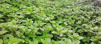Maybe you would like to learn more about one of these? 10 Tanaman Obat Paling Populer Dan Berkhasiat Di Indonesia