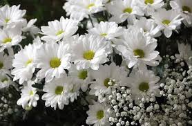 Beli buket bunga di outerbloom aman, murah, banyak pilihan bunga, lengkap, dan bunga dijamin segar. Jual Bunga Daisy Gerbera Putih Di Lapak Anggraini Arum Bukalapak