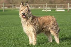 He thrives on affection and charms the socks off on anyone he meets. Berger Picard Dog Breed Information