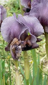 Some afternoon shade is beneficial in extremely hot climates, but in general irises do best in full sun. Iris Haynei Wikipedia