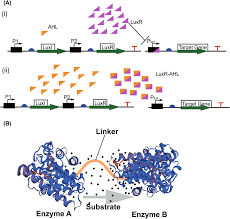 Toward improved terpenoids biosynthesis: strategies to enhance the  capabilities of cell factories