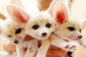 We did not find results for: World S 20 Cutest Wild Creatures And Where To Find Them