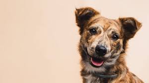Compre online, retire na loja ou receba em casa em até 4 horas. Pin On Tudo Sobre Cachorros