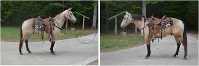 2015 buckskin mustang mare $8,500. Older Sold Circlemlivestock