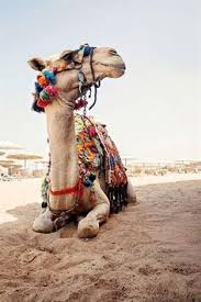 Home > mongolia travel blog > interesting facts about mongolian camels. Camels