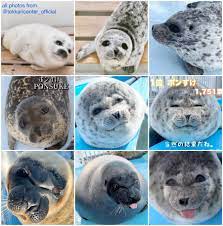 The many faces of Ponsuke - all photos from @tokkaricenter_official :  r/seals