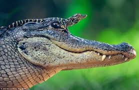 I M A Big Brave Alligator Baby Alligator Reptiles And Amphibians Reptiles