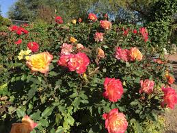 Is there anything particular to think about when coming to prune standard roses? When To Prune Roses Tucson Com
