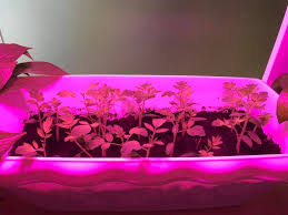 Since led technology for indoor growing is relatively new, this forum is designed to provide a candid communication realm outside the marketing and sales. Sol Led Light Day9 Test Of Grow Light Led Grow Light Facebook