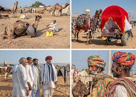 An edition of the camel in the tent (1965). Two Days At The Pushkar Camel Fair India Up Close