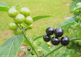 Image result for Solanum americanum