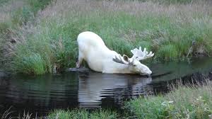 However, there are some small differentiating details you might want to consider before booking a cruise that includes stops in either destination. Extraordinary White Moose Takes A Dip In A Swedish Lake Youtube