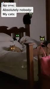 It Halloween Every Night Karen S House Video Cat Memes Scary Cat Kittens