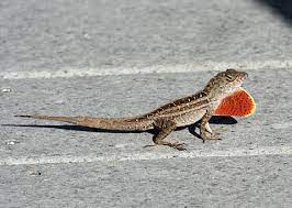 Brown Anole Facts Habitat And Pictures
