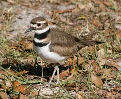 Find out information about killdeer (bird). Killdeer Bird Watcher S Digest