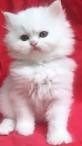 Persians for Sale | Cats on Oodle Classifieds
