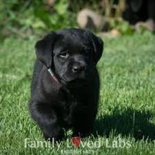 This breed descended from a black fishing obesity is a common issue with labs, so observe your dog's diet and give your pup plenty of vigorous exercise. Family Loved Labs English Lab Puppies For Sale