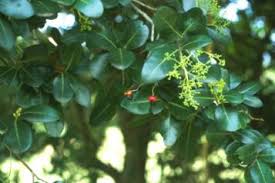 Image result for Apodytes