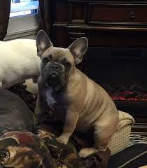 Where are french bulldogs from? Miss Georgia Grace Dark Blue Fawn French Bulldog French Bulldog Puppy Blue Fawn French Bulldog