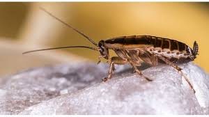 Provide homeowners and business owners like you with the best termite and insect protection available. Mosquito Joe Parent Company Named To Inc S Best In Business List Pct Pest Control Technology