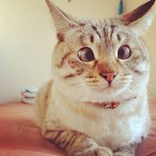 Sasi Kedi Kedi Hayvanlar Komik