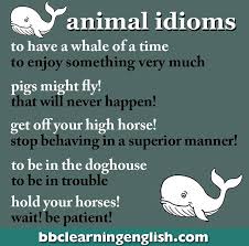 Animal Idioms In 2020 English Vocabulary Words Learn English Idioms