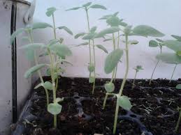 Pada malam hari, bunga itu tertunduk ke bawah. Menanam Bunga Matahari Ayo Berkebun Di Sekitar Rumah