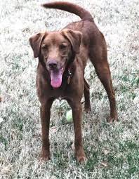 All of our english white lab puppies are vet checked with the vaccines that are needed and also wormed. Ginny Local In Durham Nh From 4 8 Labrador Retriever Young Adoption Rescue For Sale In Newington New Hampshire Classified Americanlisted Com