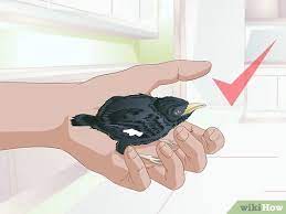 How To Care For A Bird (With Pictures) - Wikihow