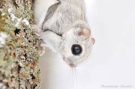 Check spelling or type a new query. Japanese Dwarf Flying Squirrel Pet For Sale Off 59 Www Usushimd Com