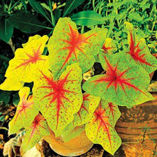 Key Lime Hearts Caladium Direct Gardening Caladium Plants Plant Leaves